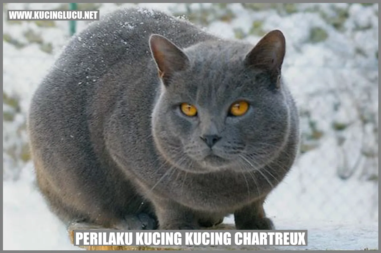 Gambar Kucing Chartreux