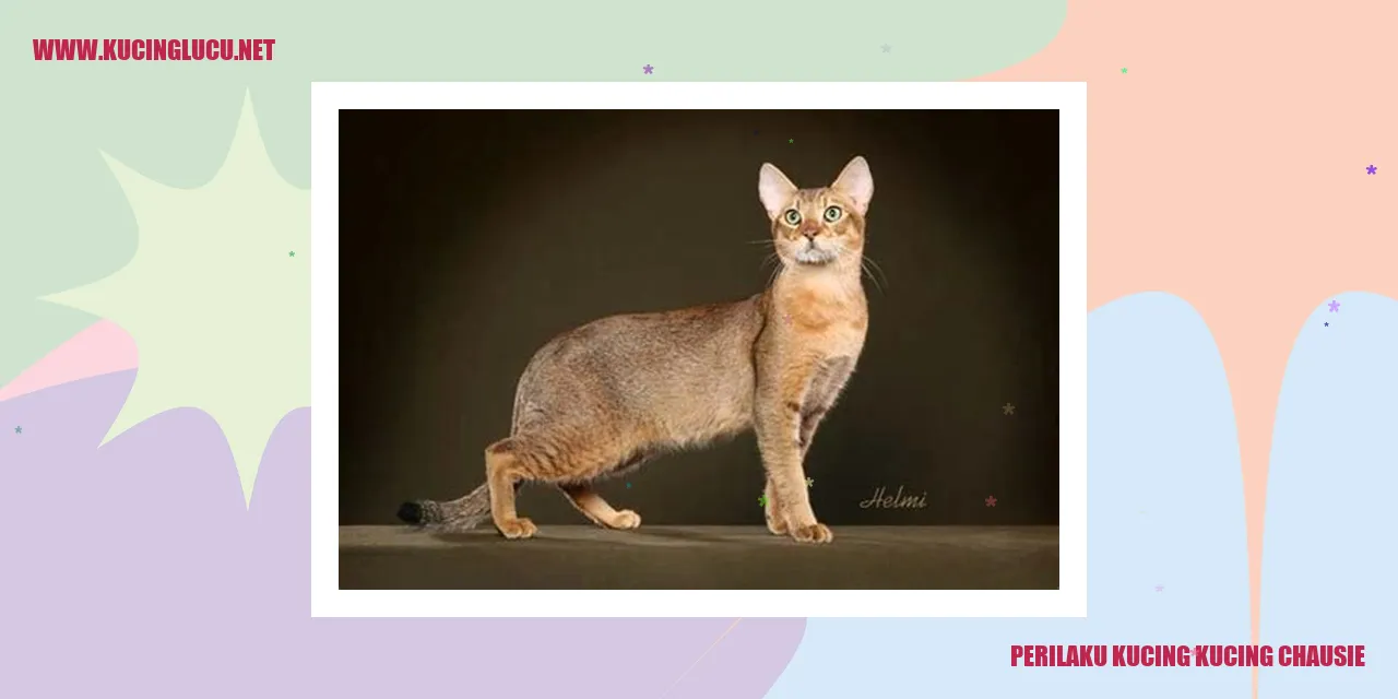Perilaku Kucing Kucing Chausie