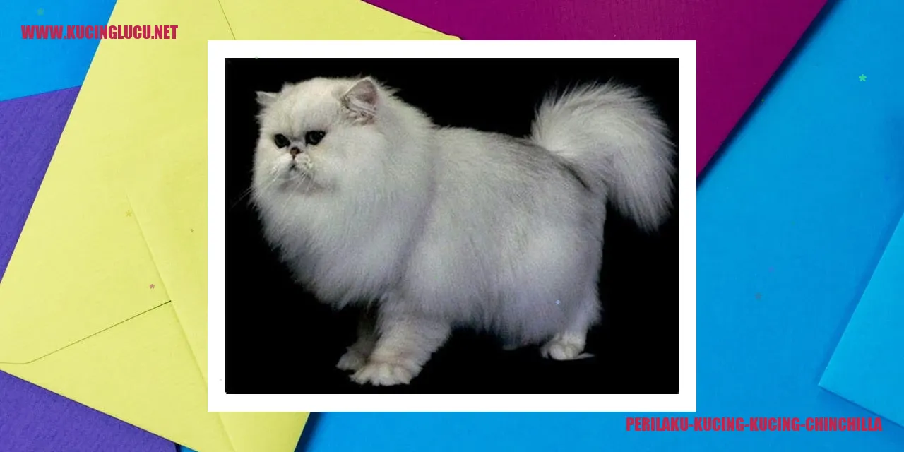 Kucing Chinchilla