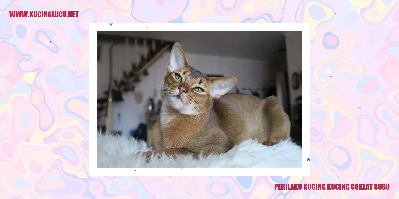 Kucing berwarna coklat susu
