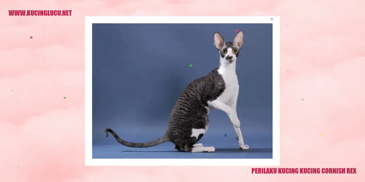 Kucing Cornish Rex