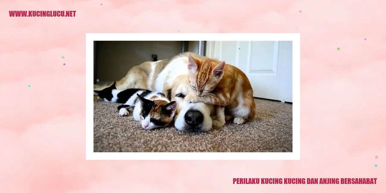 Perilaku Kucing dan Anjing Bersahabat