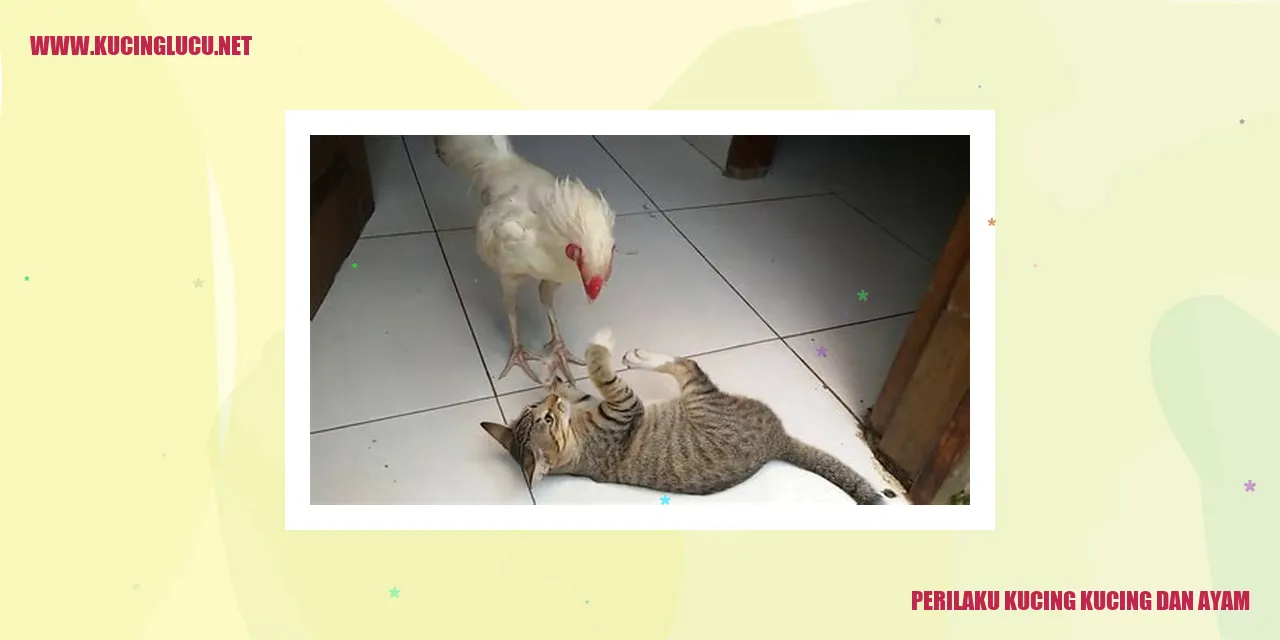 Gambar kucing dan ayam