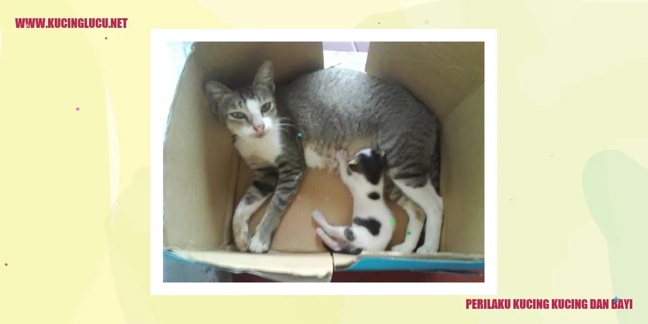 Kucing dan bayi