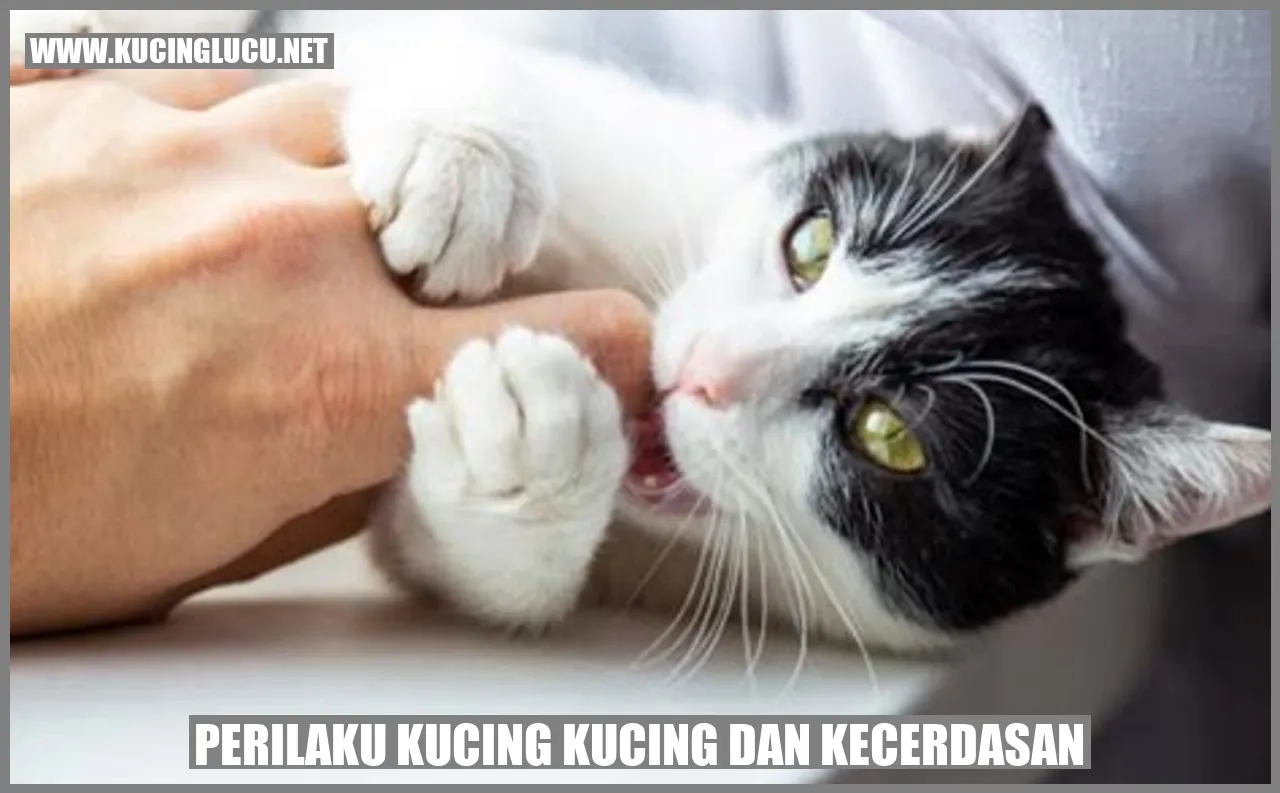 Perilaku Kucing dan Kecerdasan