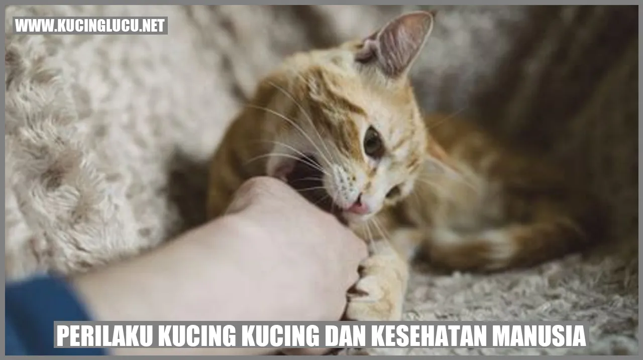 kucing lucu