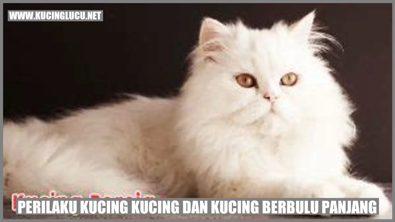 Kucing Lucu