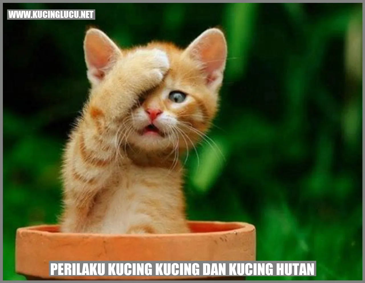 Gambar kucing