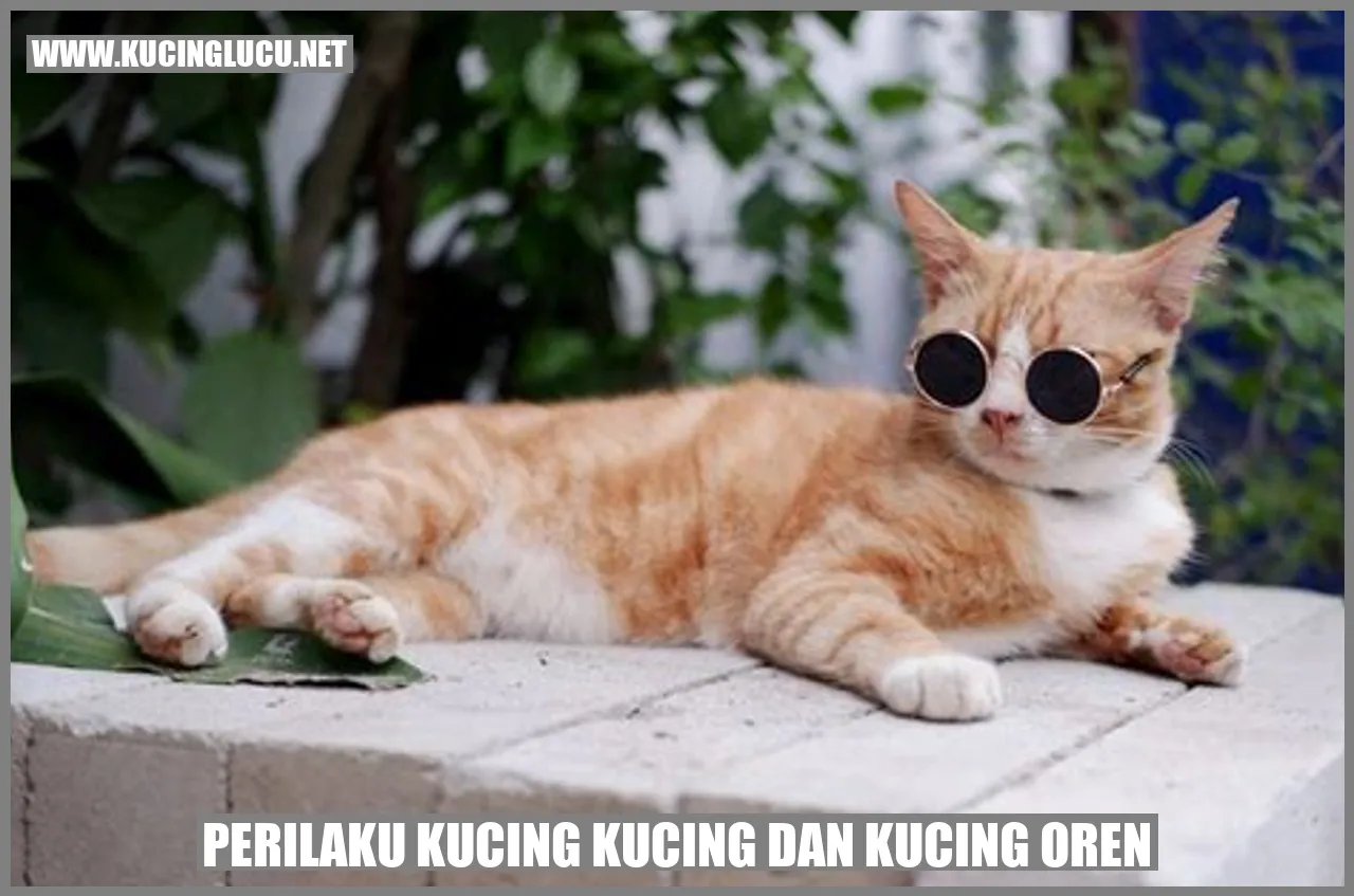 Gambar kucing oren