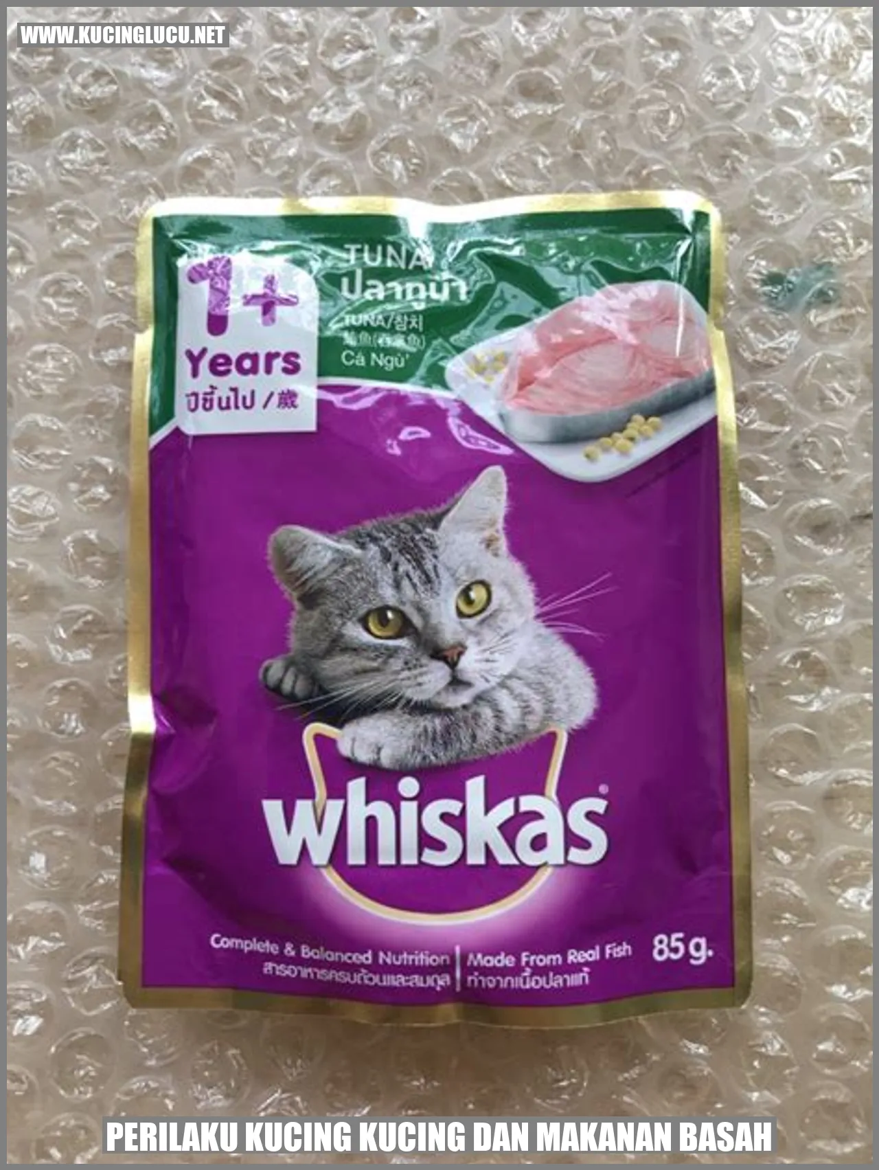 Gambar Kucing Makan Makanan Basah