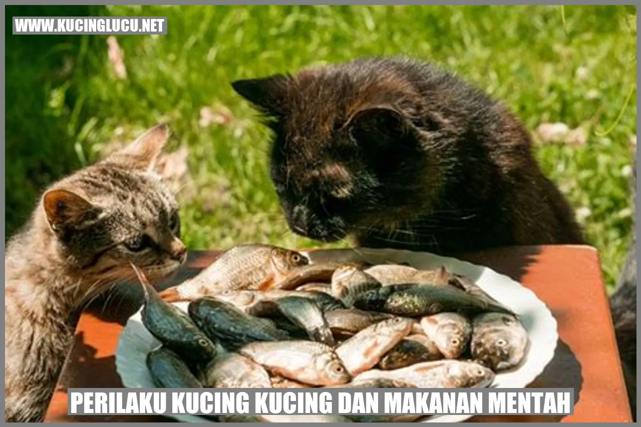 Perilaku Kucing Kucing dan Makanan Mentah