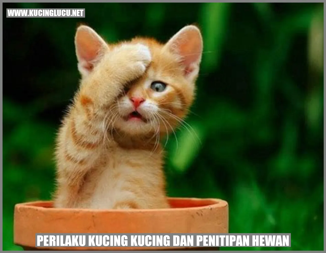 Gambar Kucing
