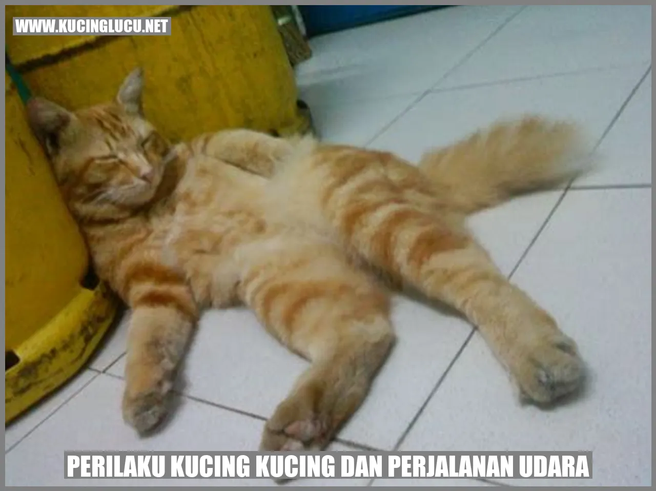 Perilaku Kucing Kucing dan perjalanan udara