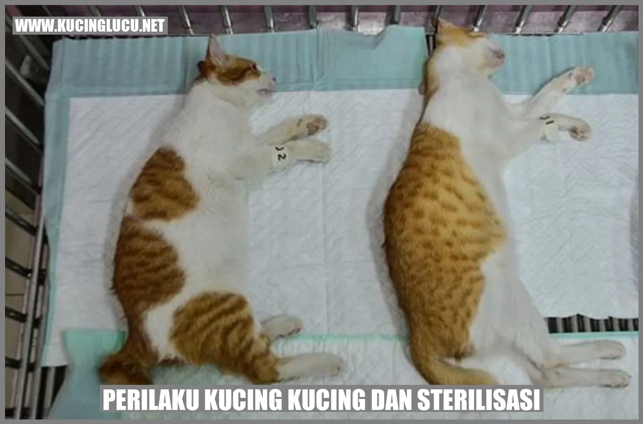 Perilaku Kucing Kucing dan Sterilisasi