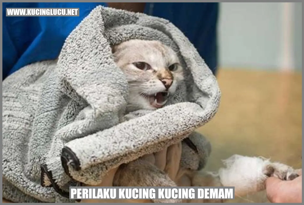 Perilaku Kucing yang Demam