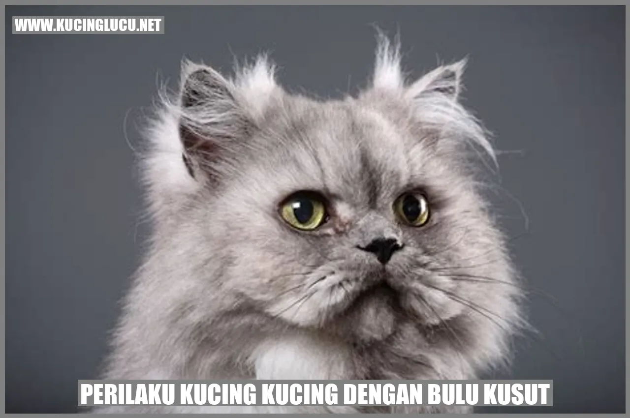 Kucing dengan Bulu Bermasalah