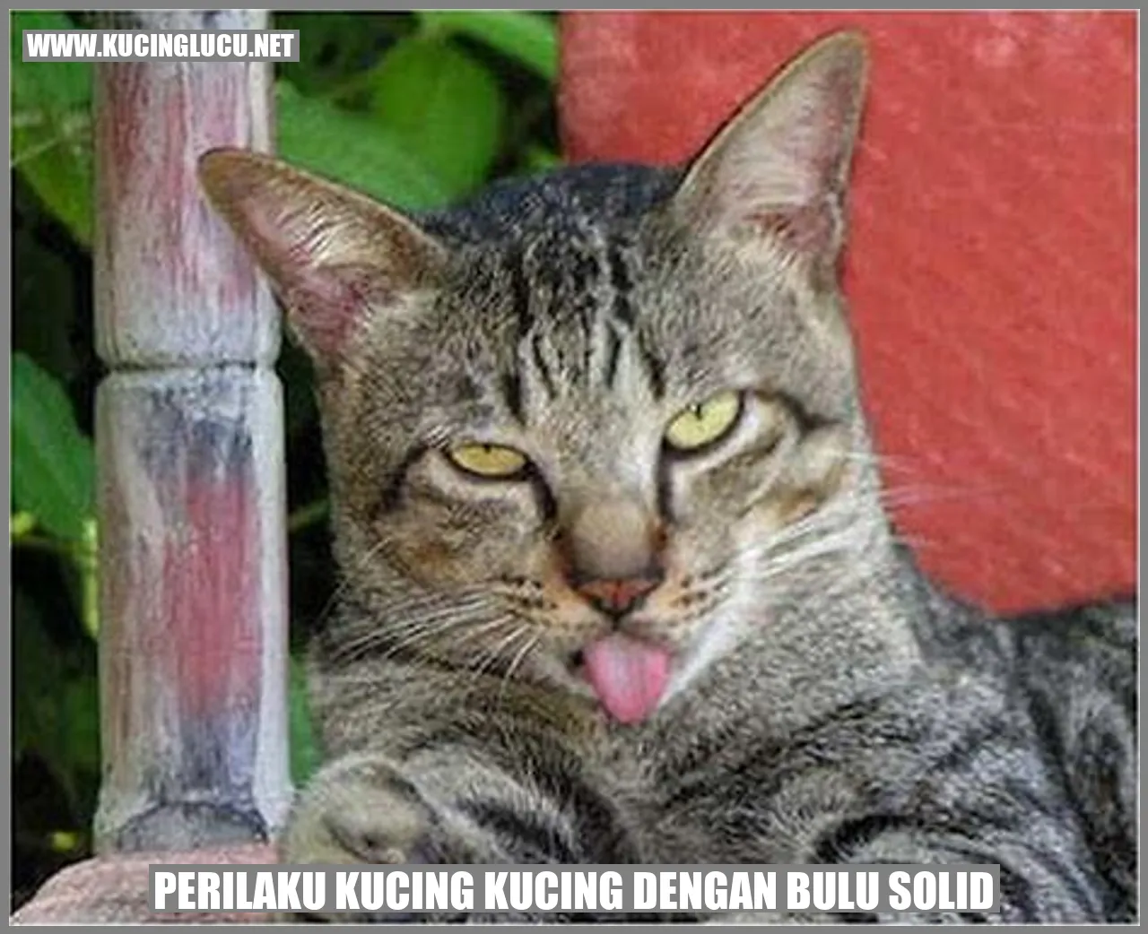 Kucing dengan Bulu Solid