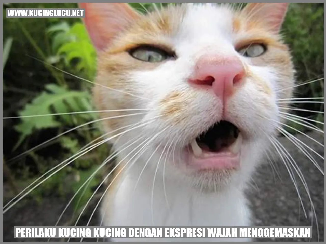 Perilaku Kucing Kucing dengan Ekspresi Wajah Menggemaskan