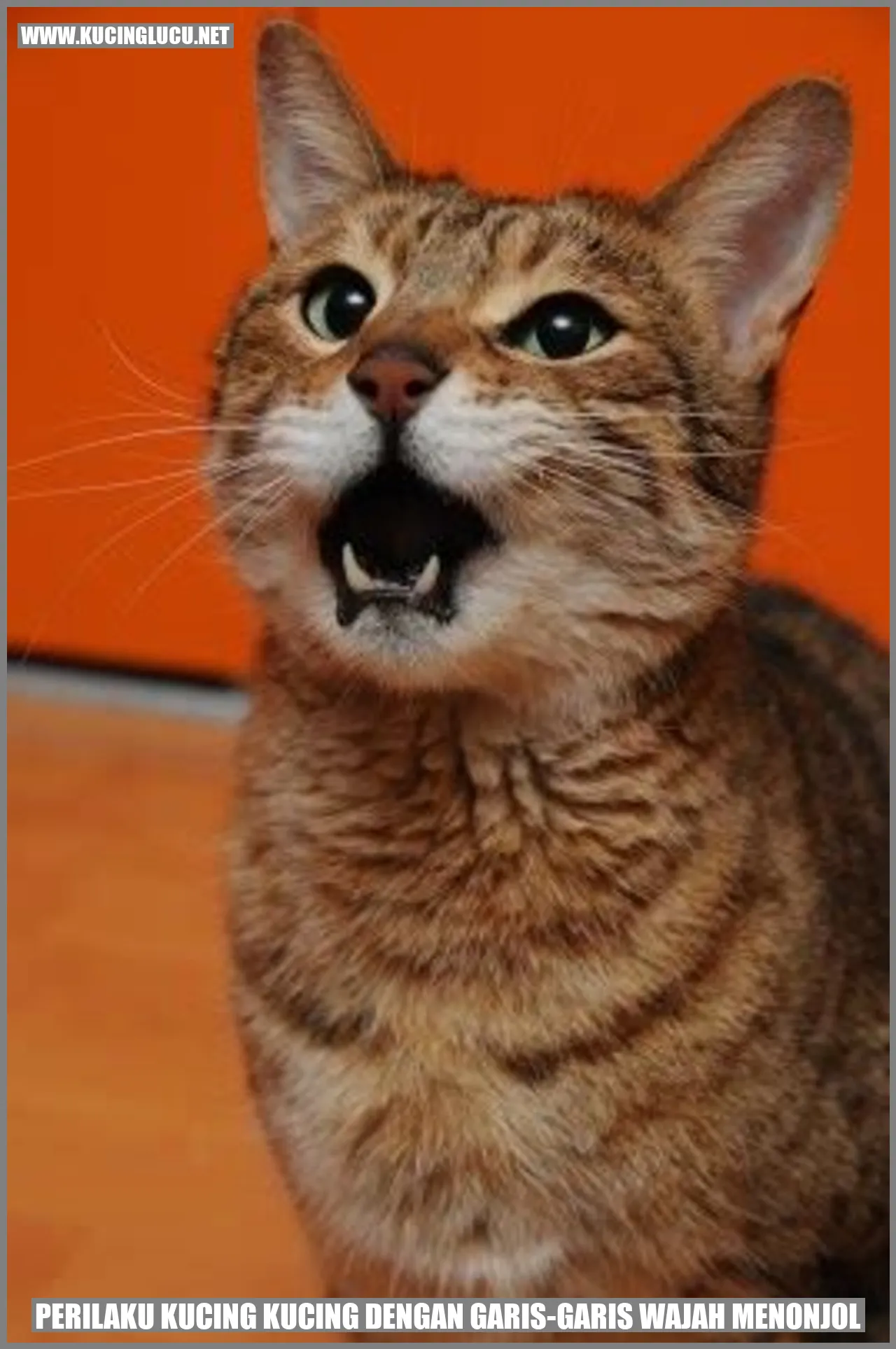 Kucing dengan Garis-Garis Wajah Menonjol