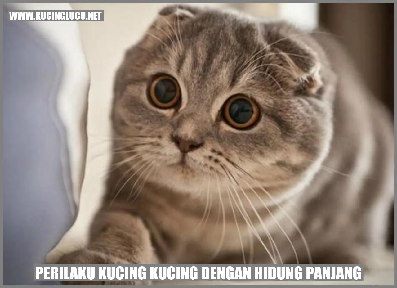 Kucing dengan hidung panjang