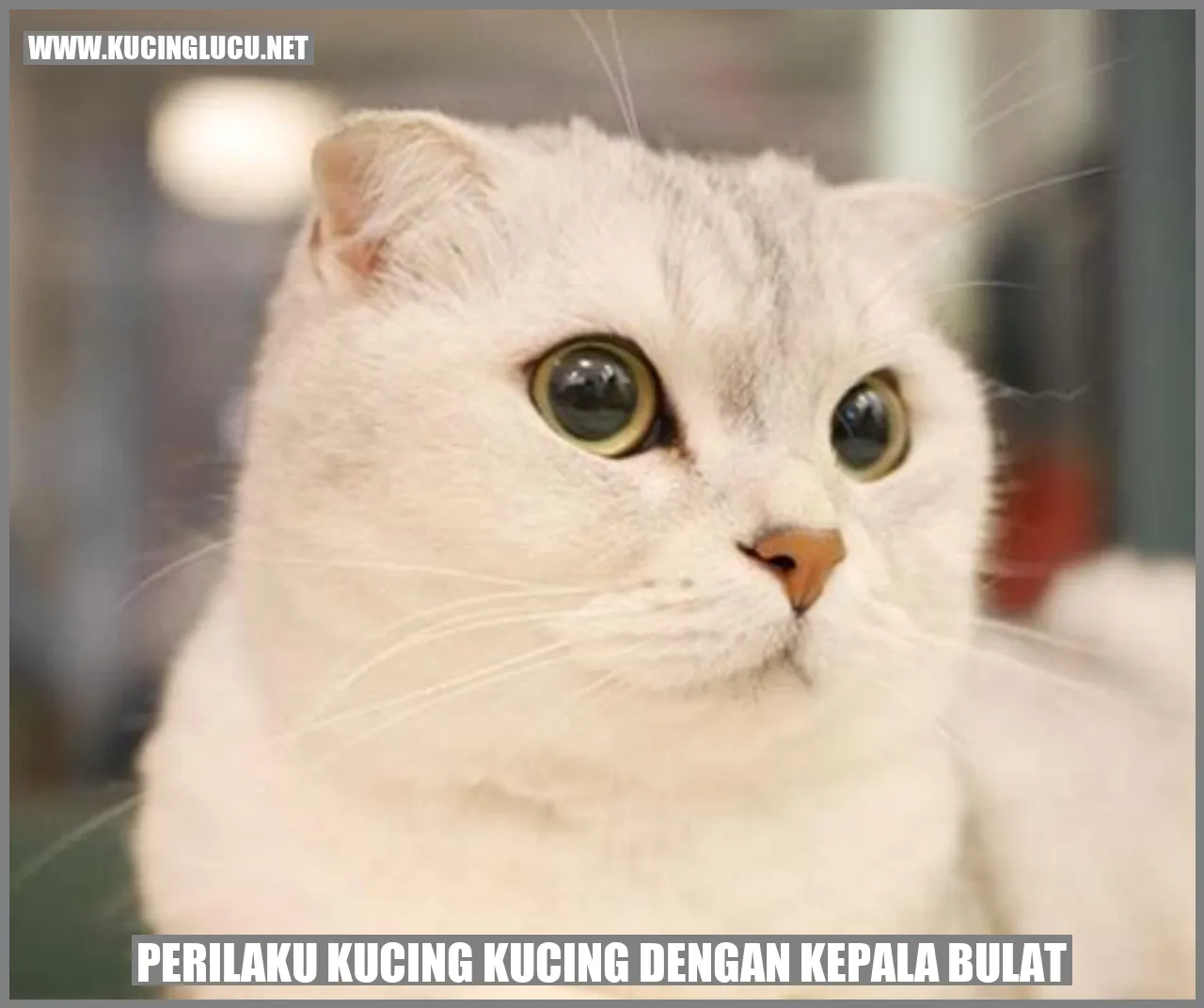Perilaku Kucing Kucing dengan Kepala Bulat