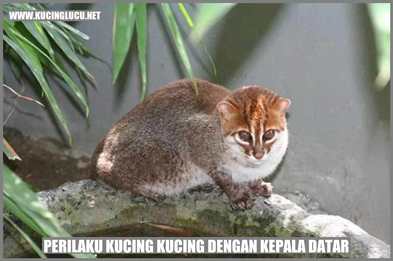 Kucing dengan kepala datar