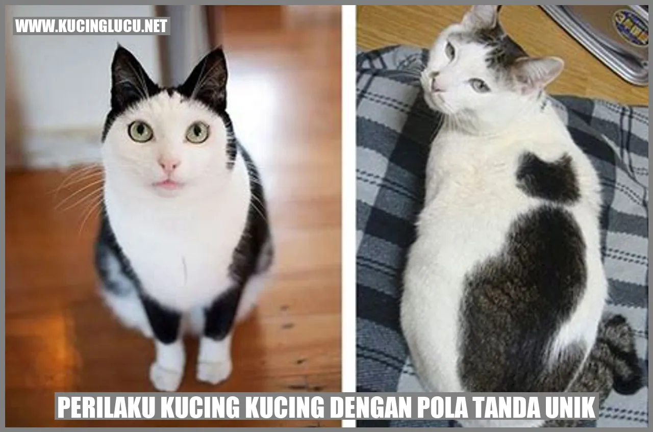 Gambar kucing dengan pola tanda unik