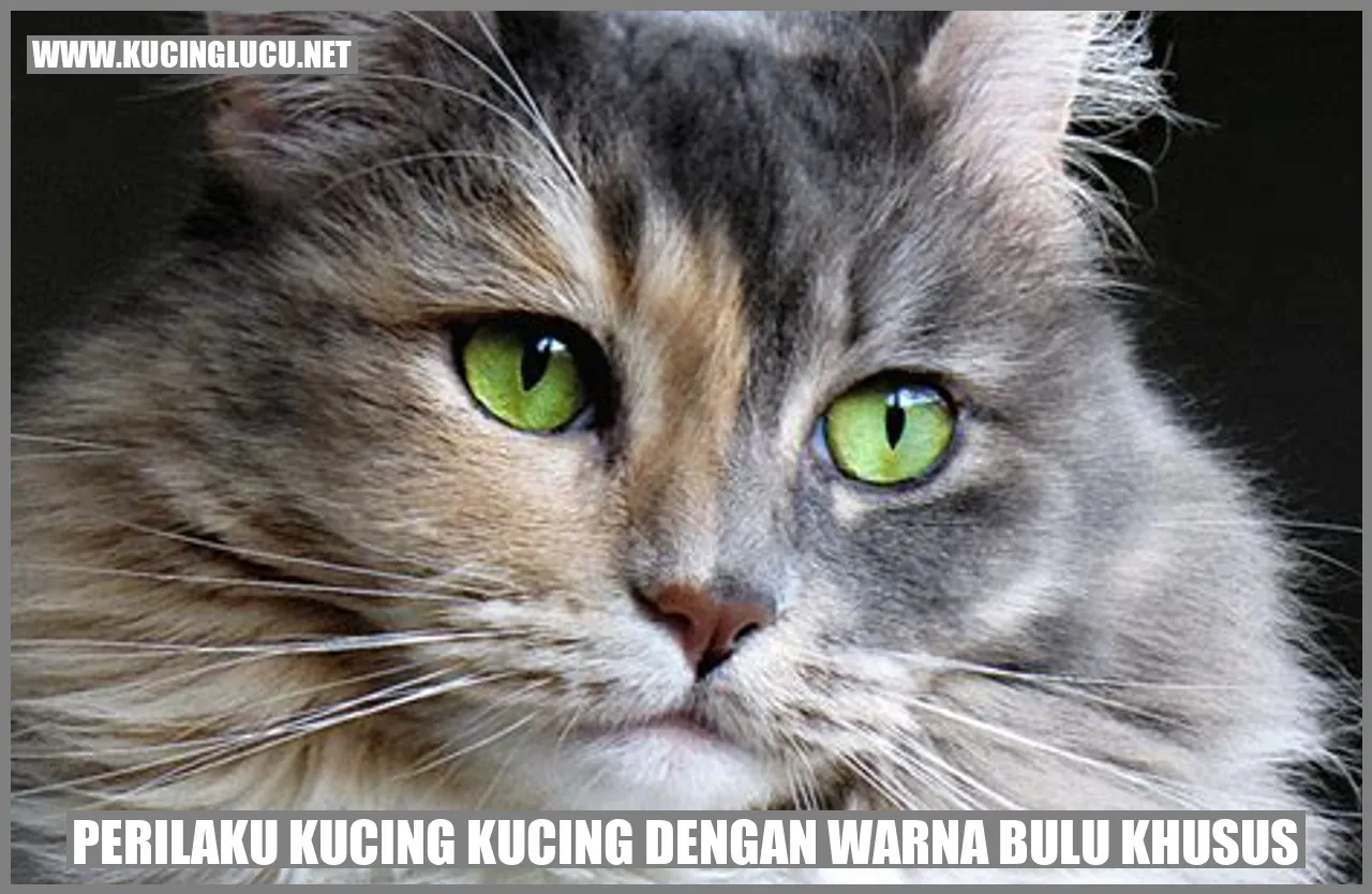 Kucing dengan Warna Bulu Khusus