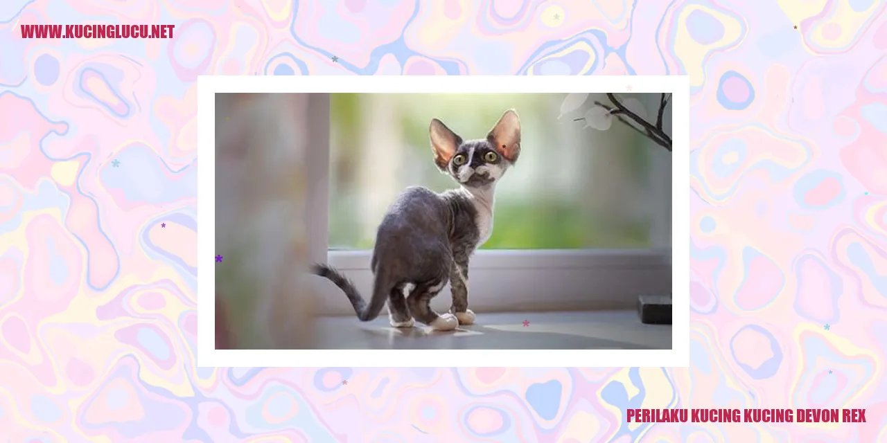 Gambar Kucing-Kucing Devon Rex