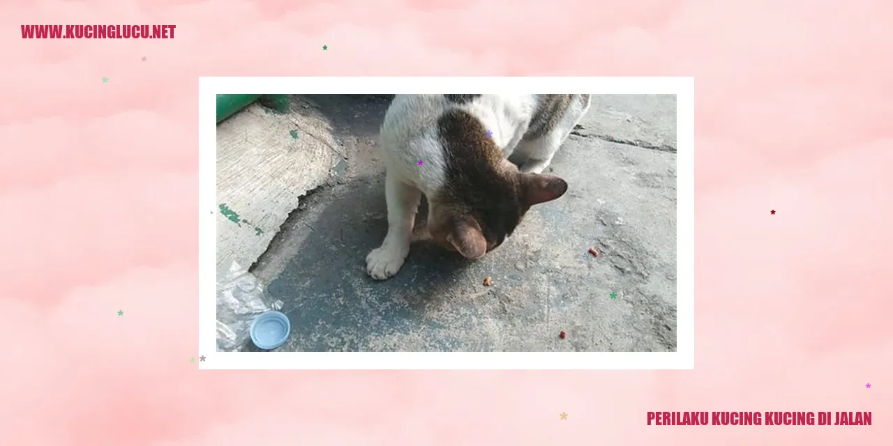 Gambar Kucing di Jalan