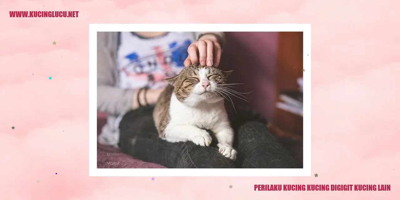 Perilaku Kucing digigit kucing lain