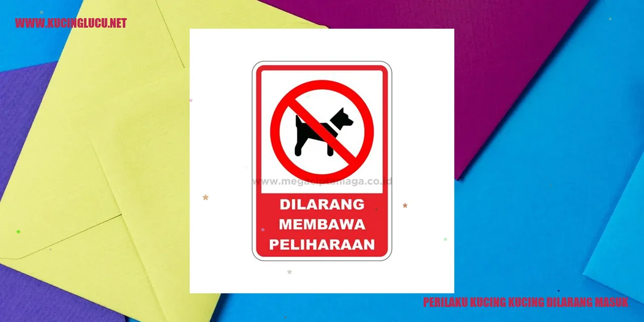 gambar kucing lucu