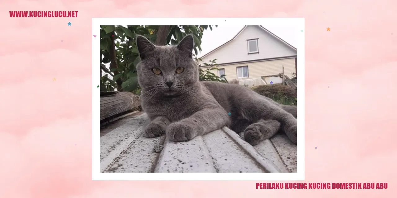Gambar kucing domestik berwarna abu-abu