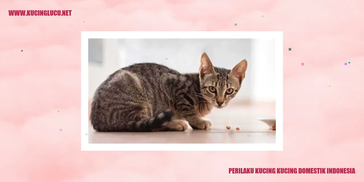 Gambar Kucing Domestik