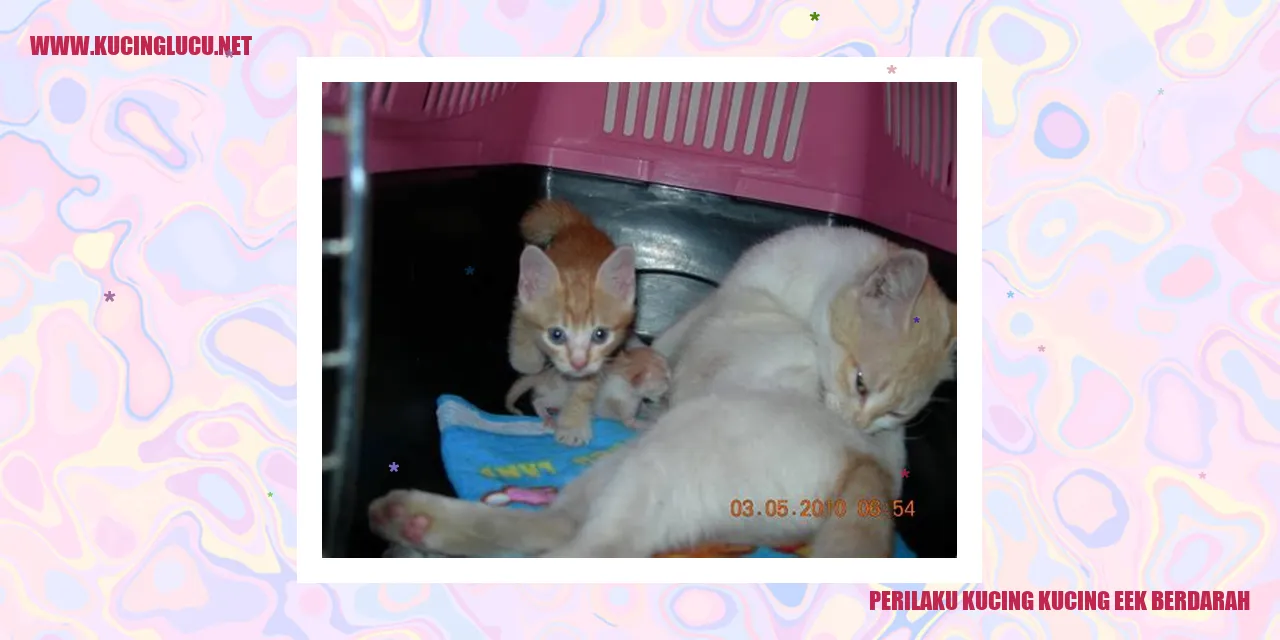 Gambar Kucing yang Mengalami Eek Berdarah