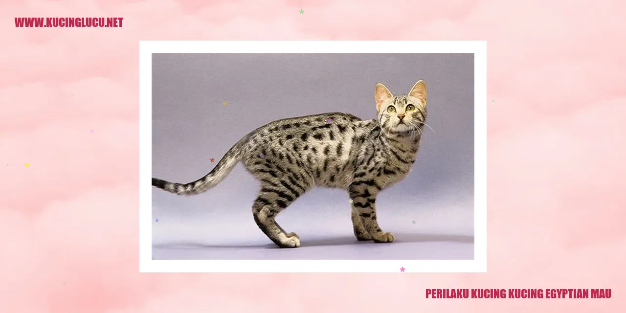 Gambar Kucing Egyptian Mau