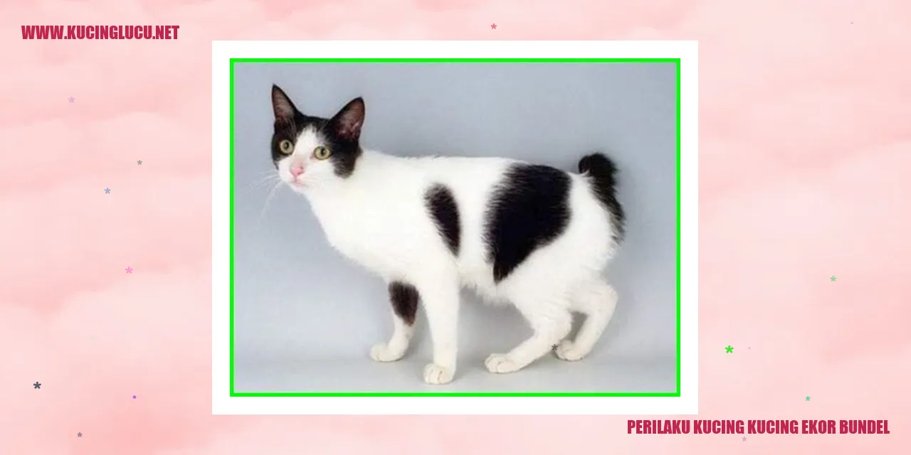 Perilaku Menggemaskan Kucing dengan Ekor Bundel