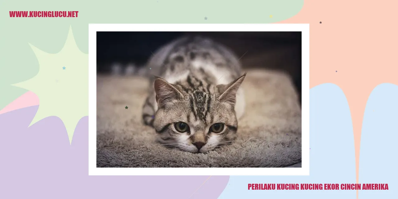 Gambar Kucing Ekor Cincin Amerika