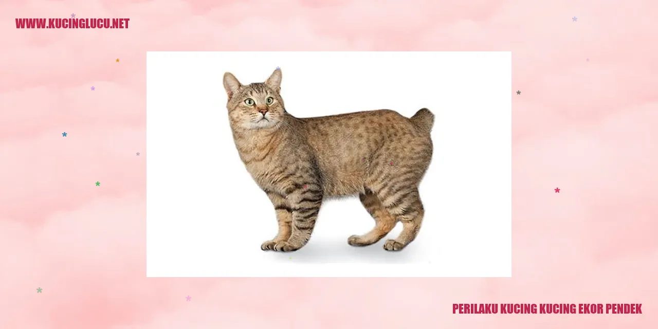 Perilaku Kucing Kucing Ekor Pendek