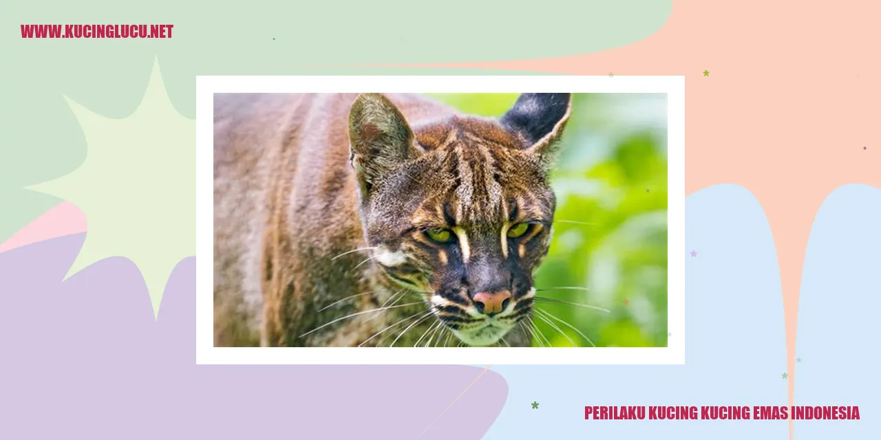 Perilaku Kucing Emas Indonesia yang Menarik