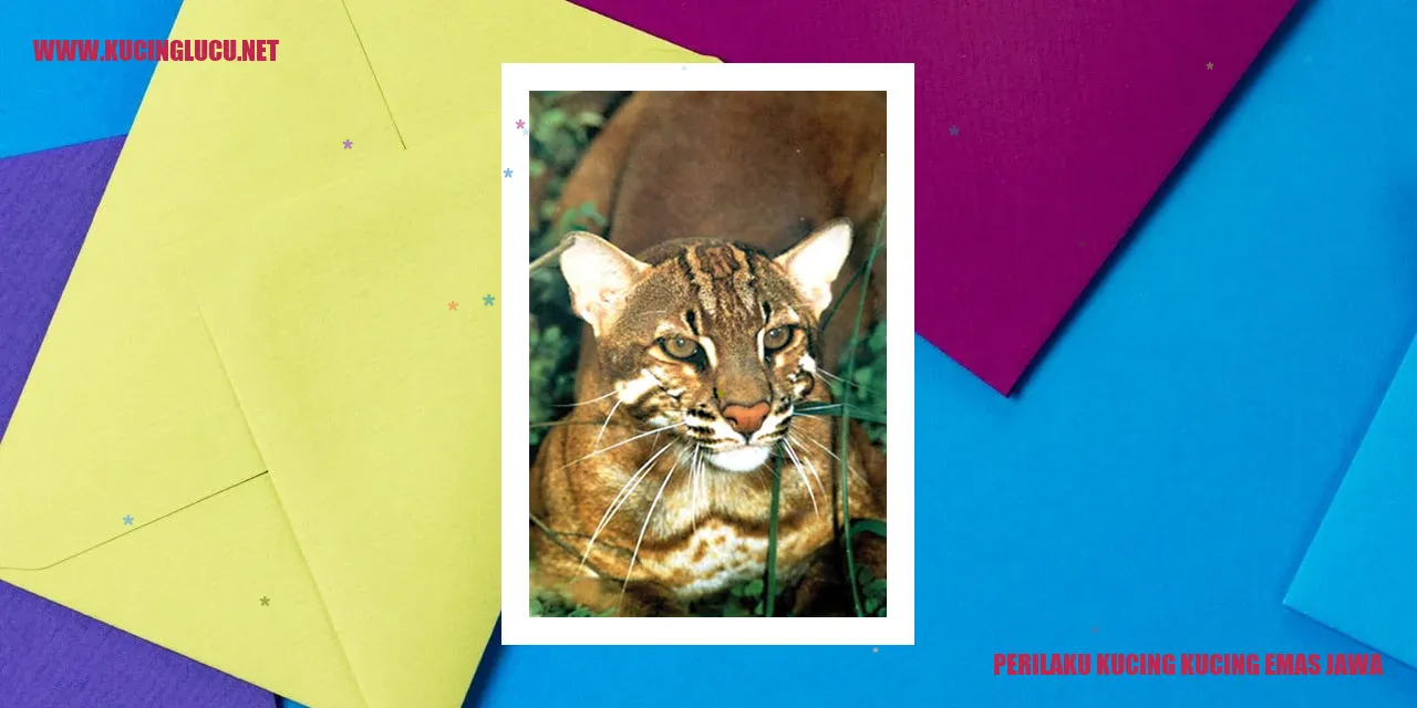 Perilaku Kucing Emas Jawa