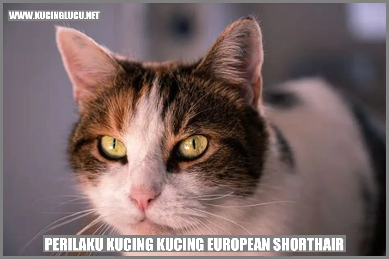 Kucing European Shorthair