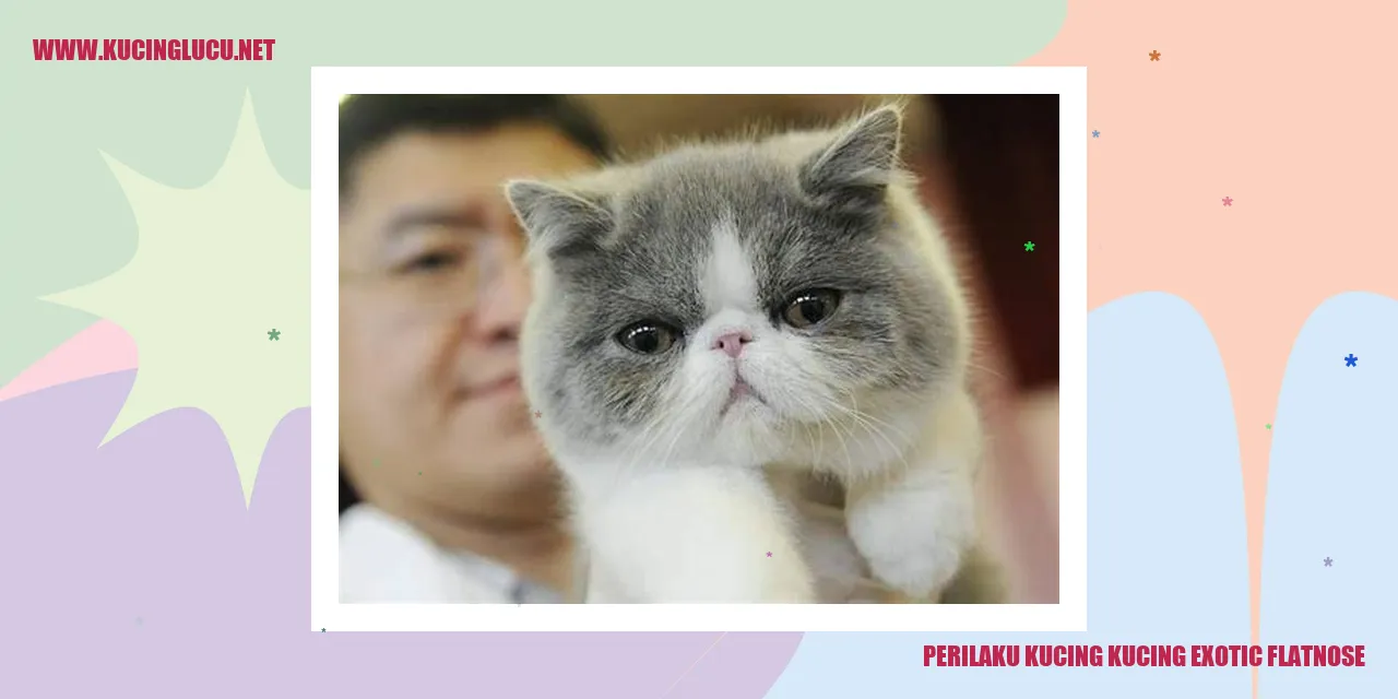 Kucing Exotic Flatnose