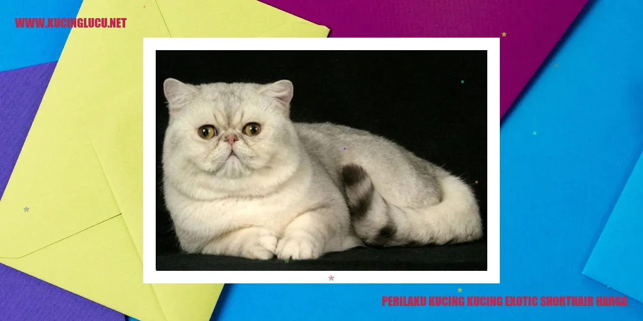 Perilaku Kucing Exotic Shorthair