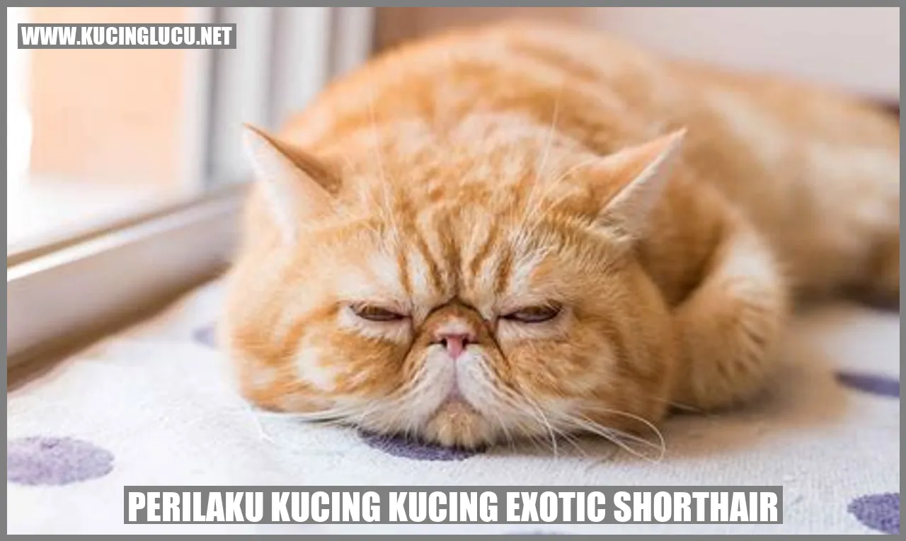 Perilaku Kucing Exotic Shorthair