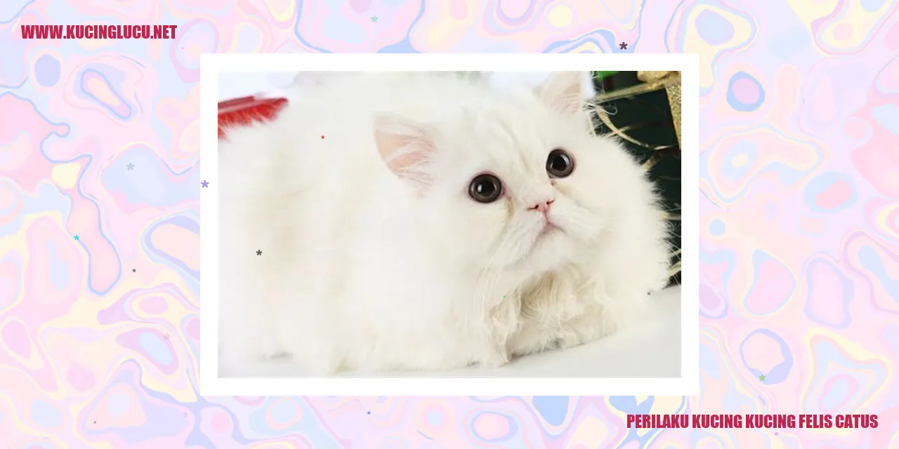 Perilaku Kucing