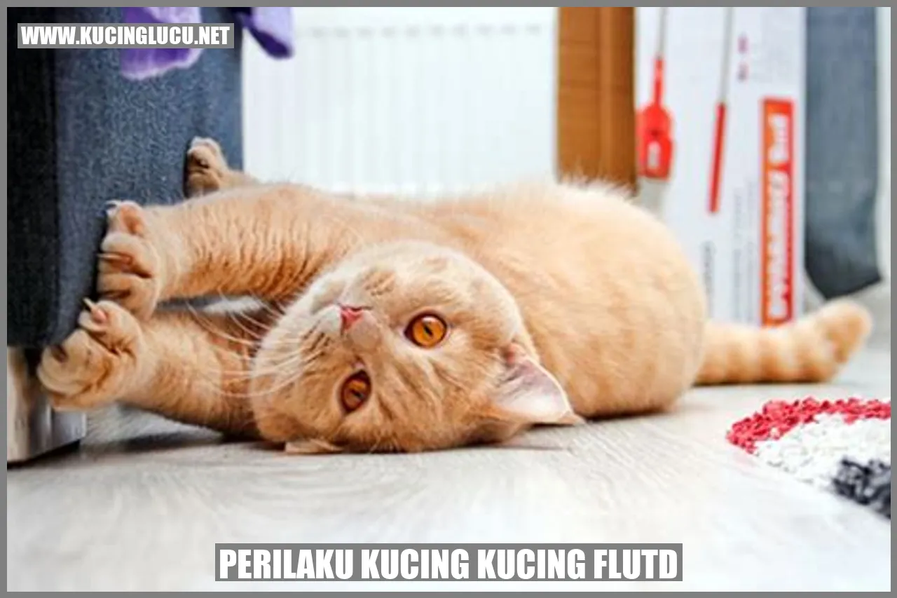 Perilaku Kucing yang Menderita FLUTD