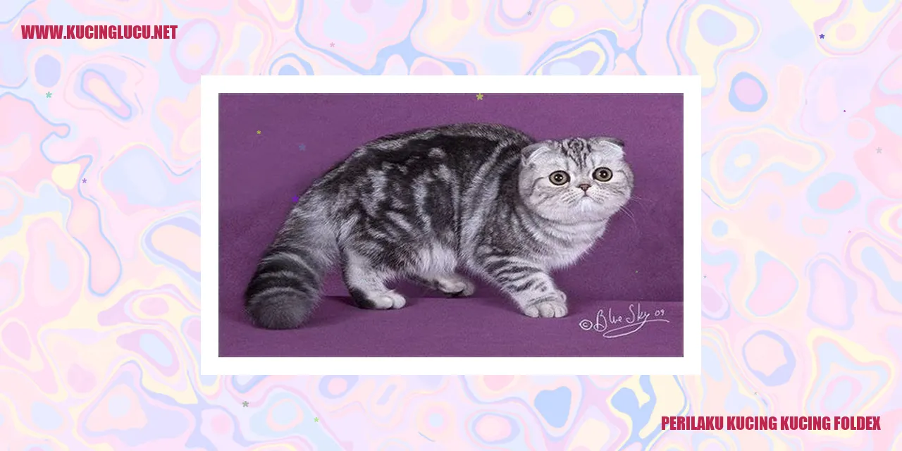 Kucing Foldex