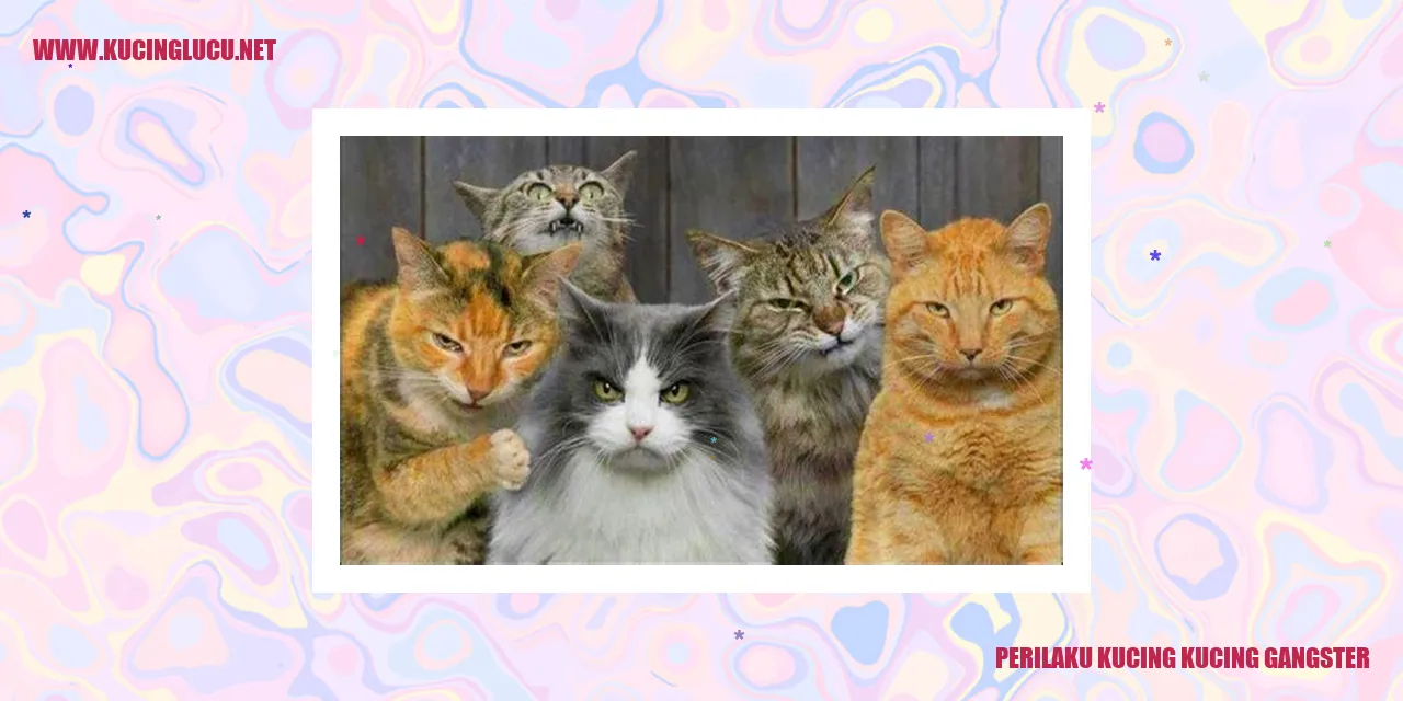 Gaya Gangster Kucing