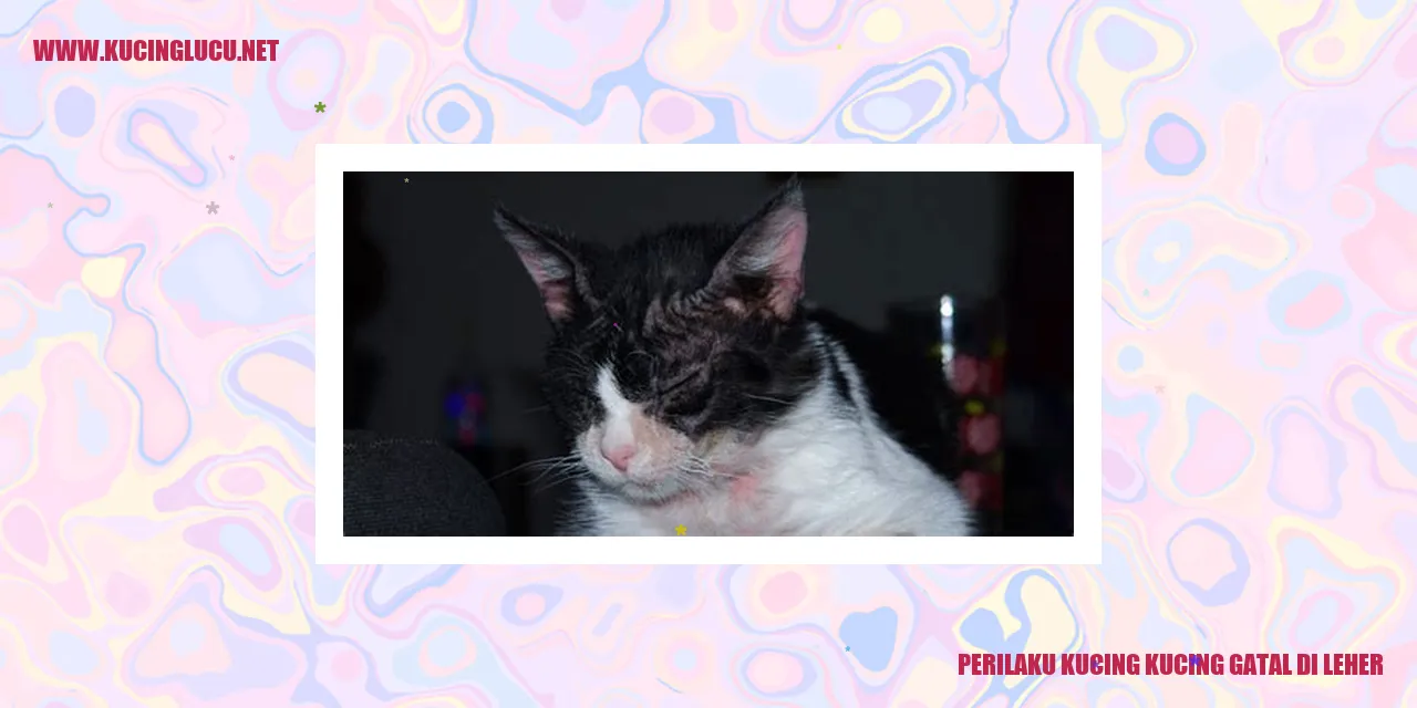 Gatal di Leher Kucing